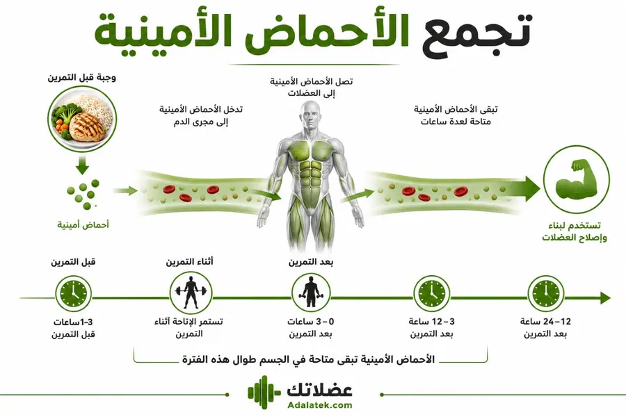 رسم توضيحي يشرح استمرار توفر الأحماض الأمينية في الدم بعد تناول وجبة قبل التمرين ودورها في دعم بناء العضلات.