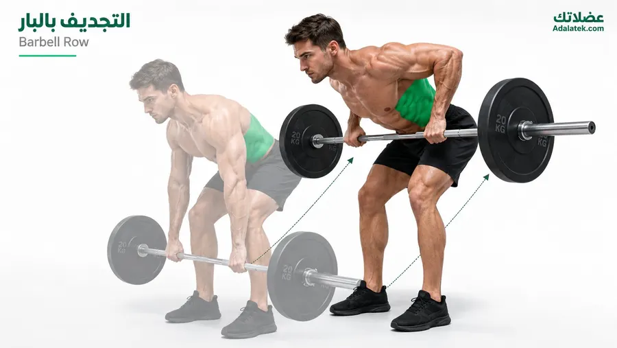 رجل يؤدي تمرين التجديف بالبار (Barbell Row) بالطريقة الصحيحة مع إبراز العضلة الظهرية العريضة (Latissimus Dorsi) ونطاق الحركة الكامل