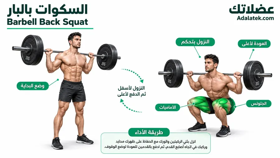 إنفوجرافيك يوضح طريقة أداء السكوات بالبار مع توضيح وضع البداية والنزول بتحكم والعضلات المستهدفة، خاصة الأماميا