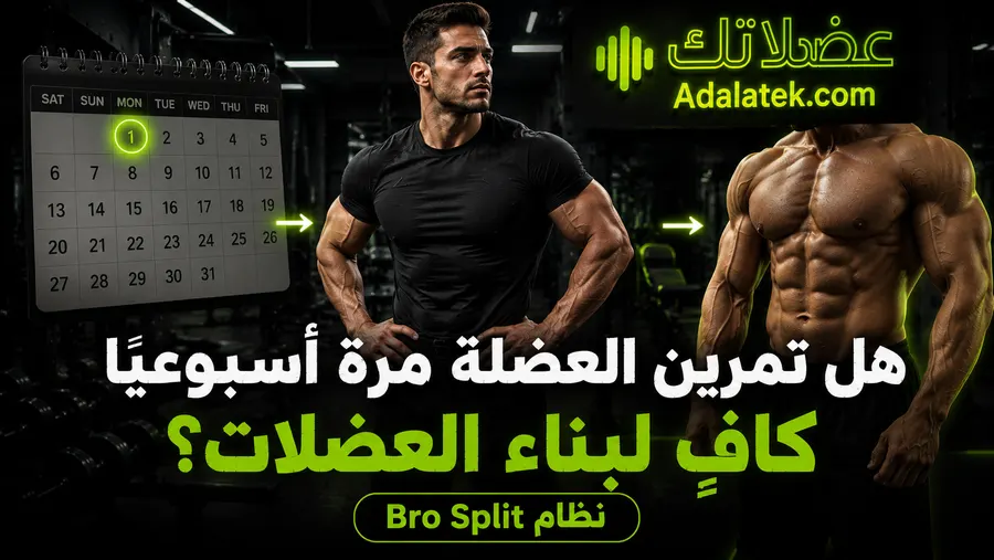 هل تمرين العضلة مرة أسبوعيًا كافٍ لبناء العضلات؟ نظام Bro Split