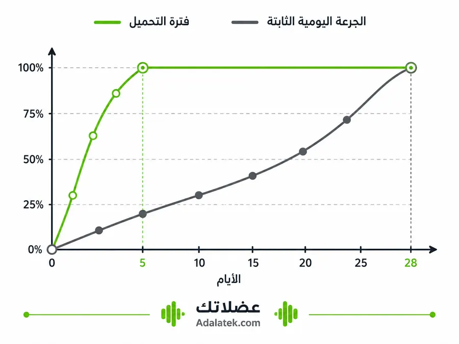 رسم توضيحي من موقع عضلاتك يقارن بين سرعة الوصول للتشبع العضلي بين فترة التحميل وجرعة الصيانة الثابتة.