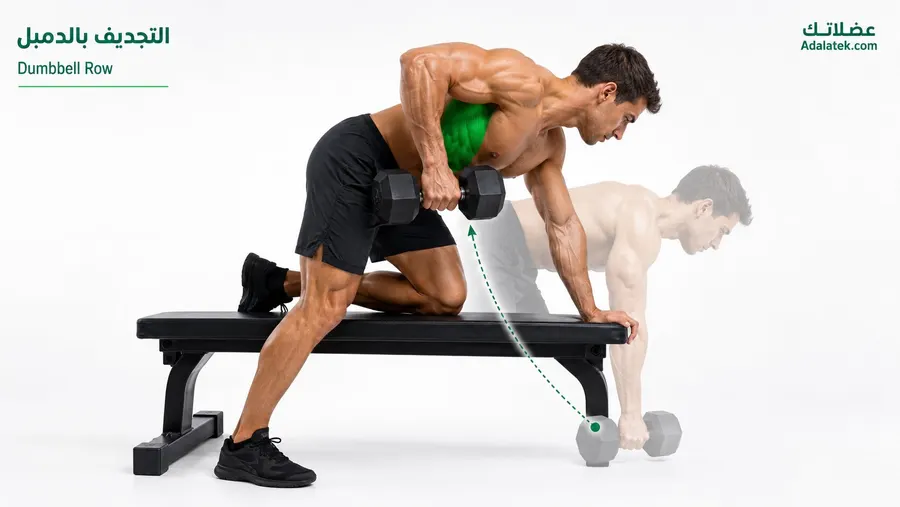 رجل يؤدي تمرين التجديف بالدمبل (Dumbbell Row) على بنش مع إبراز العضلة الظهرية العريضة (Latissimus Dorsi) باللون الأخضر وشرح مسار الحركة الصحيح.