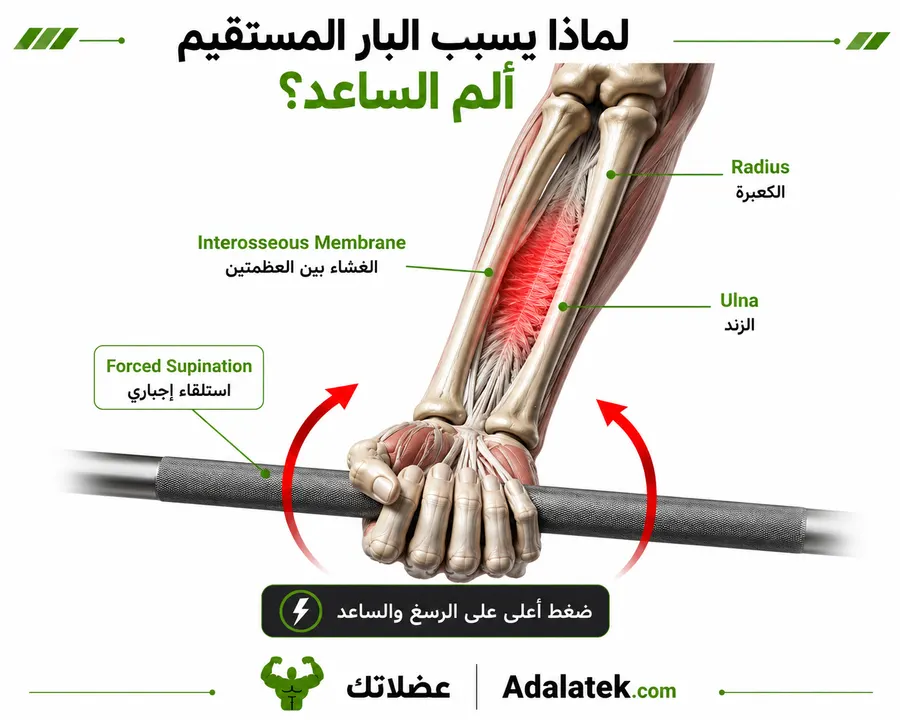 إنفوجرافيك تشريحي يوضح عظمتي الكعبرة والزند وتأثير التواء الساعد الكامل (Full Supination) عند استخدام البار المستقيم في تمرين البايسيبس.
