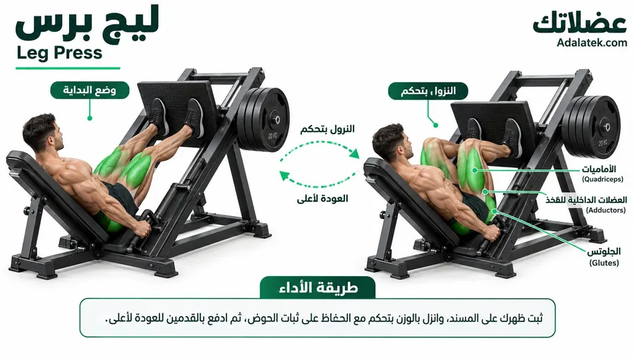 إنفوجرافيك يوضح طريقة أداء تمرين ليج برس (Leg Press) مع إبراز العضلات الأمامية والجلوتس والعضلات الداخلية للفخذ.