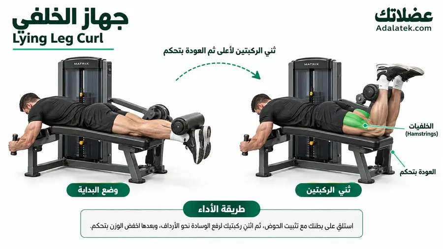 جهاز الخلفي (Lying Leg Curl) لتقوية عضلات الفخذ الخلفية مع توضيح وضع البداية وثني الركبتين والعودة بتحك