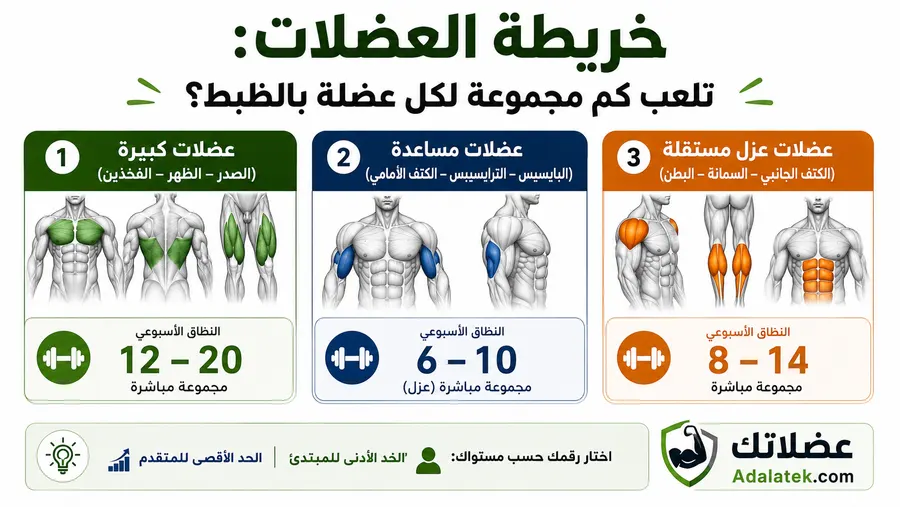 صورة تعليمية توضح خريطة العضلات وعدد المجموعات الأسبوعية المقترحة للعضلات الكبيرة والمساعدة وعضلات العزل لبناء العضلات