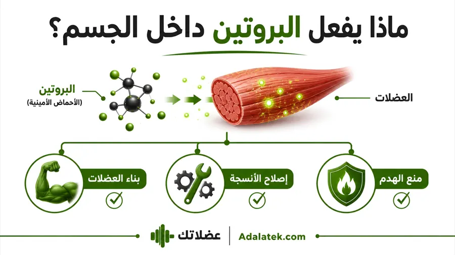 وظائف البروتين داخل الجسم و دوره الحقيقي