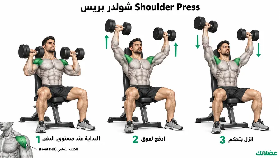 طريقة أداء تمرين الشولدر بريس بالدمبل مع توضيح مراحل الحركة والكتف الأمامي المستهدف